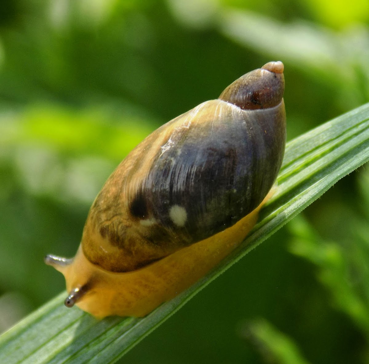 Common Amber-Snail