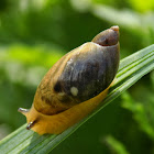 Common Amber-Snail