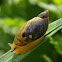 Common Amber-Snail