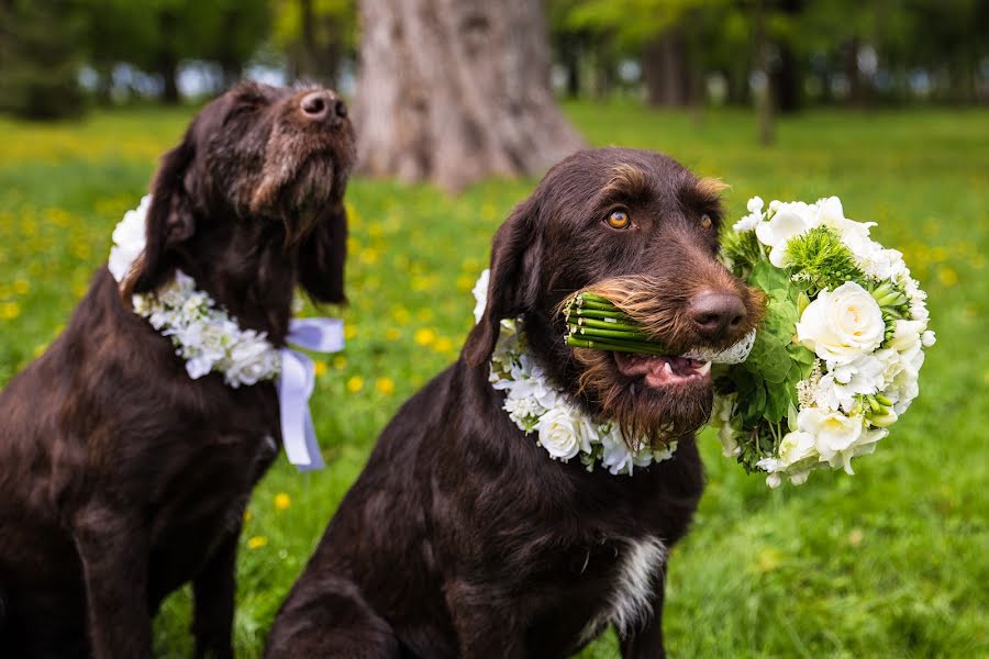 Fotografo di matrimoni Ajjafoto - Alena Rennerová (ajjafoto). Foto del 18 gennaio 2020