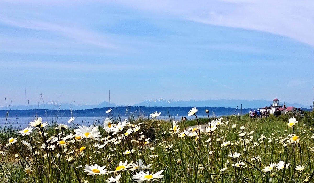 oxeye daisy