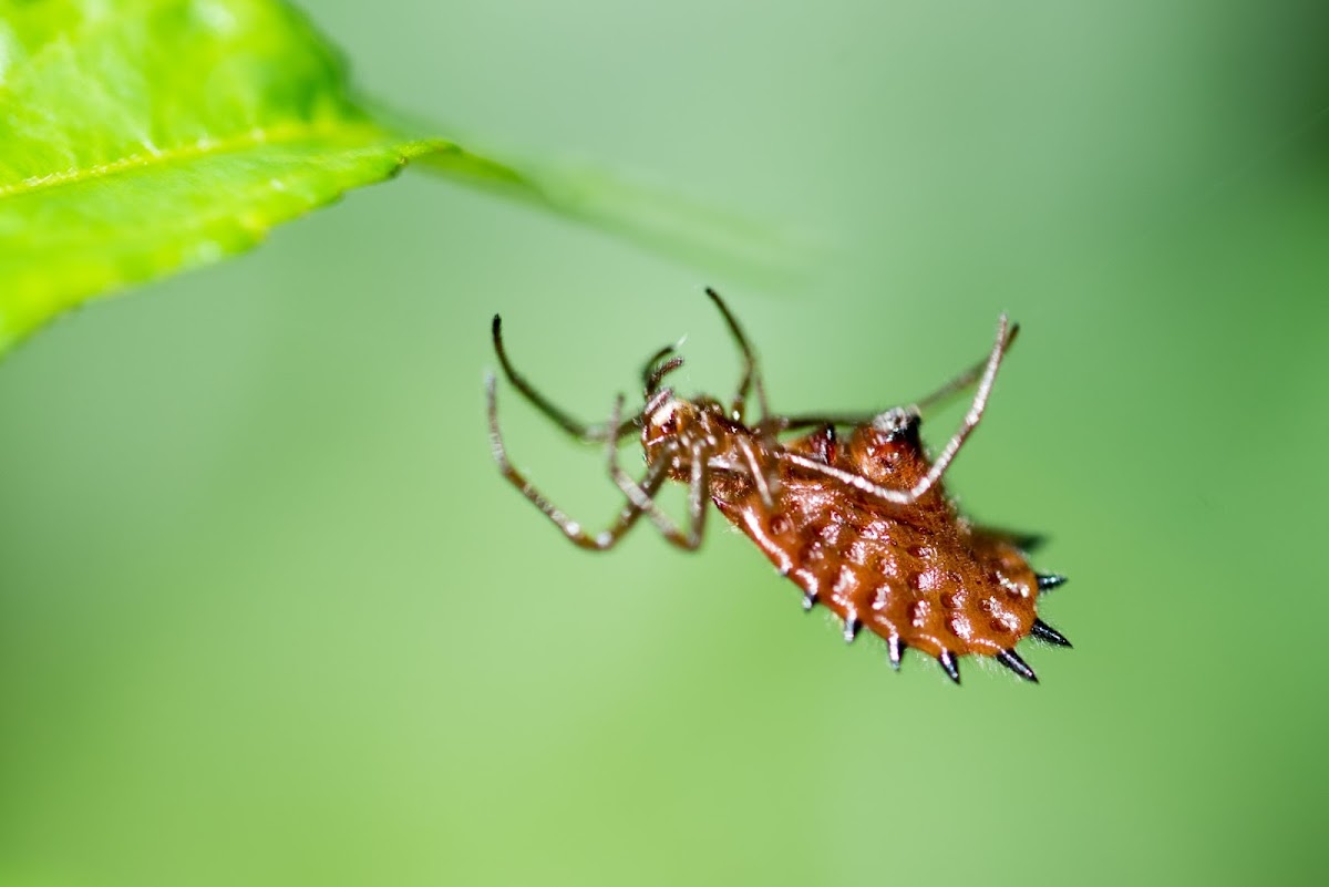 spiny orb weaver spider