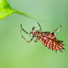 spiny orb weaver spider