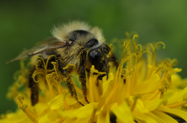 Ecco perchè il miele è giallo... di AlfredoNegroni