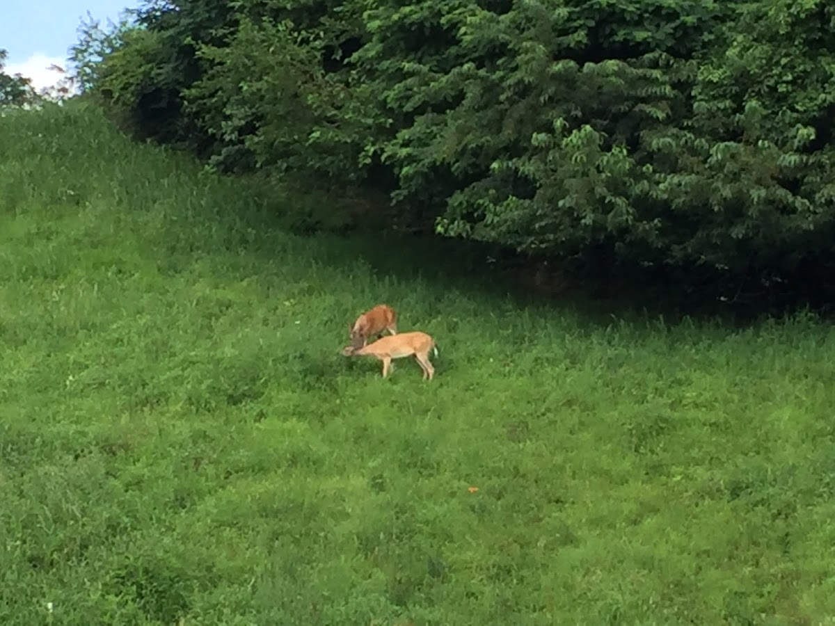 White-tailed Deer