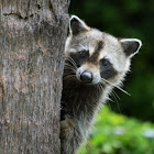 Raccoon