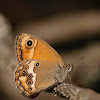 mariposa (Dusky Heath)