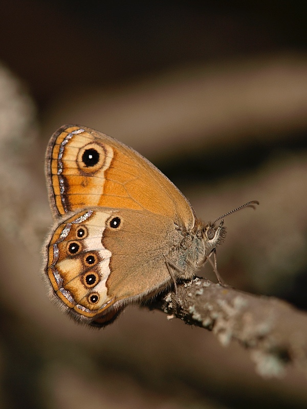 mariposa (Dusky Heath)