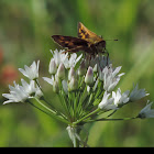 Fiery Skipper       Female