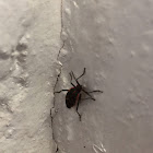 Boxelder Bug