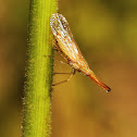 Long-nosed Planthopper