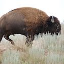 bison