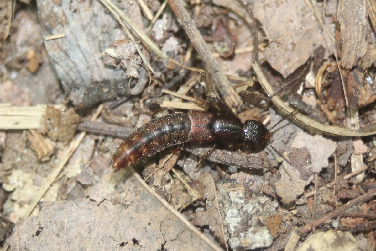 Rove Beetle