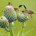 Eastern Leaf-footed Bug