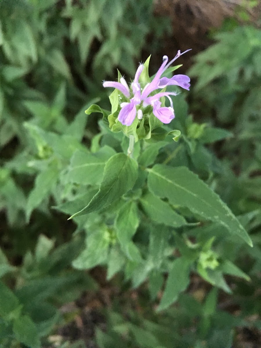 Wild Bergamot