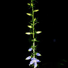 American Bellflower