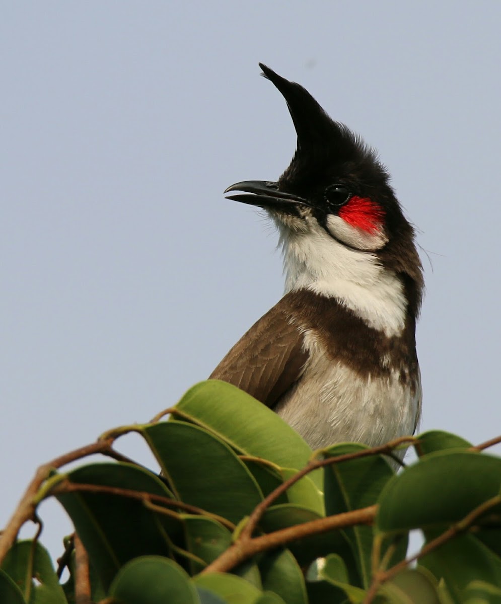 Red whiskered bulbul