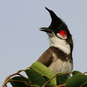 Red whiskered bulbul