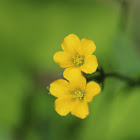 wood sorrel