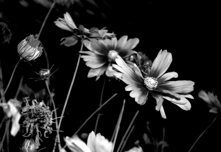 Flowers in the Dark di Samvise65