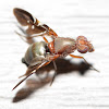 Picture-Winged Fly