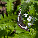 Weidemeyer's Admiral