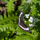 Weidemeyer's Admiral