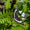 Weidemeyer's Admiral