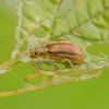 Viburnum Beetle