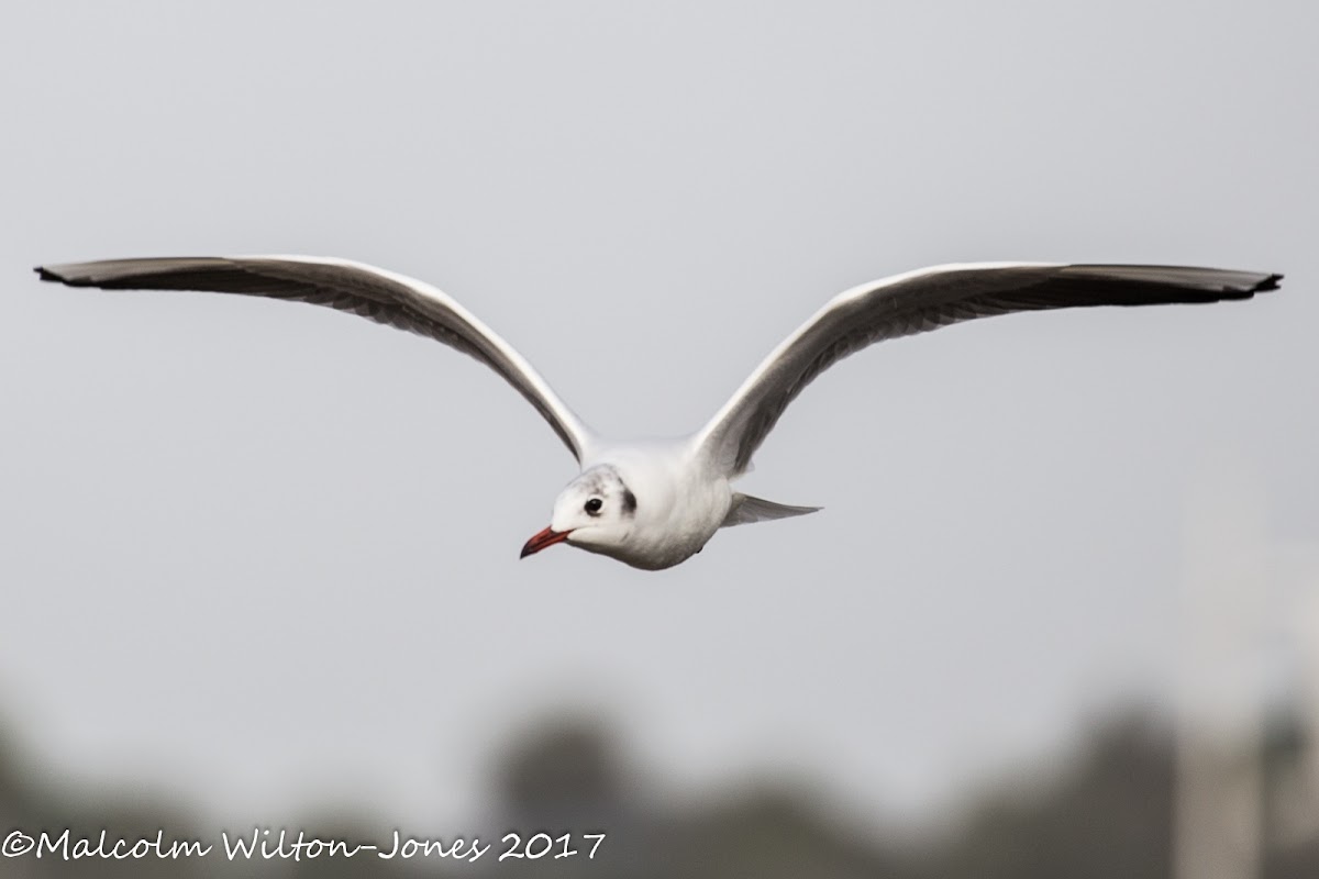 Black-headed Gull