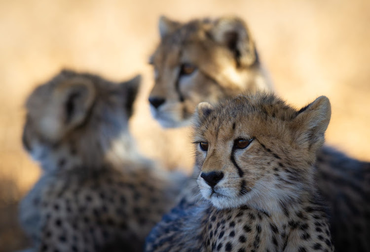 South Africa has signed an agreement with India to introduce dozens of African cheetahs to the Asian country over the next decade. File photo.