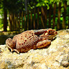 Asian Common Toad