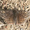 Juvenal's Duskywing