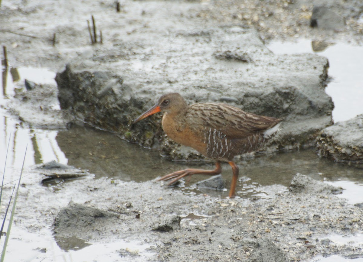 Ridgway's Rail