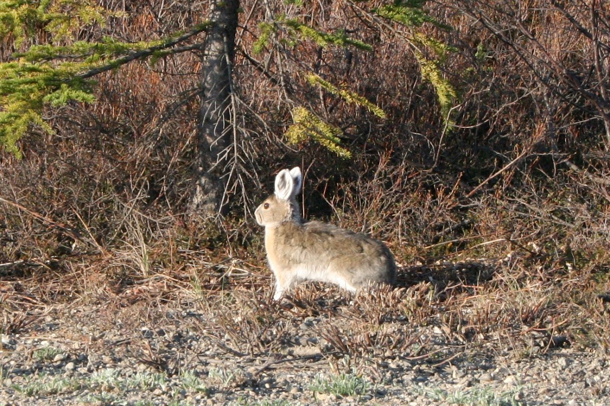 Alaskan hare