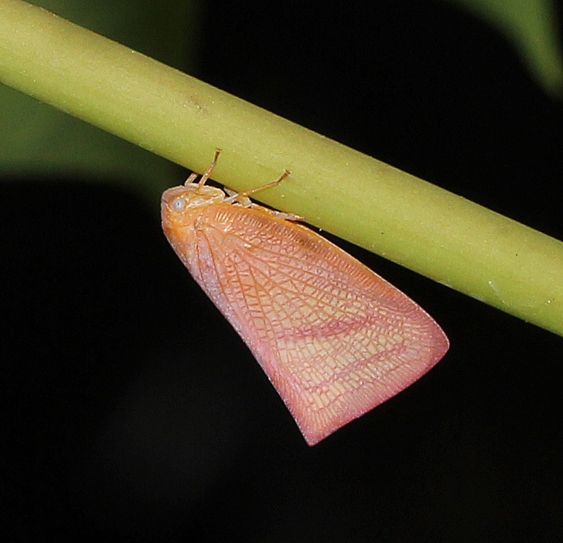 Flatid Planthopper