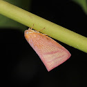 Flatid Planthopper