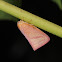 Flatid Planthopper