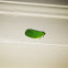 Flatid planthopper