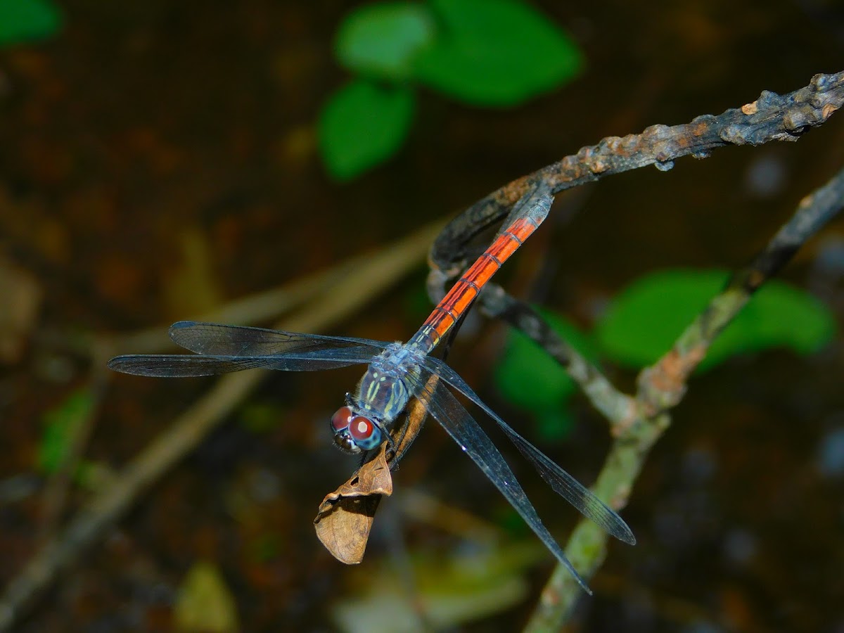 Asian Blood Tail