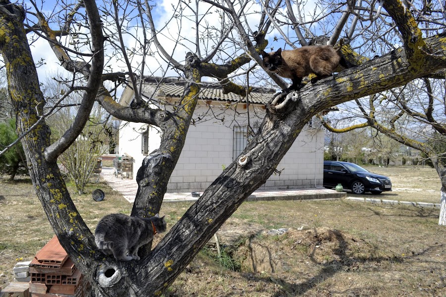 Тратата, мы везём с собой кота, и ещё с собой кота, и ещё собаку (авто, Европа, 30000 км)