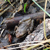 Wood Frog