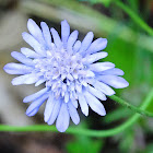 Whole-leaved Scabious