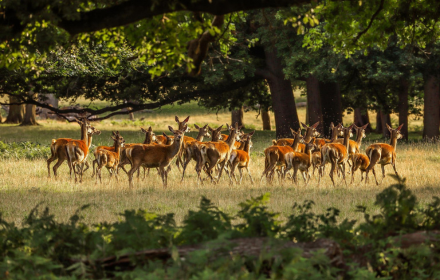 Herd of deer small promo image