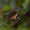 Short-tailed Babbler