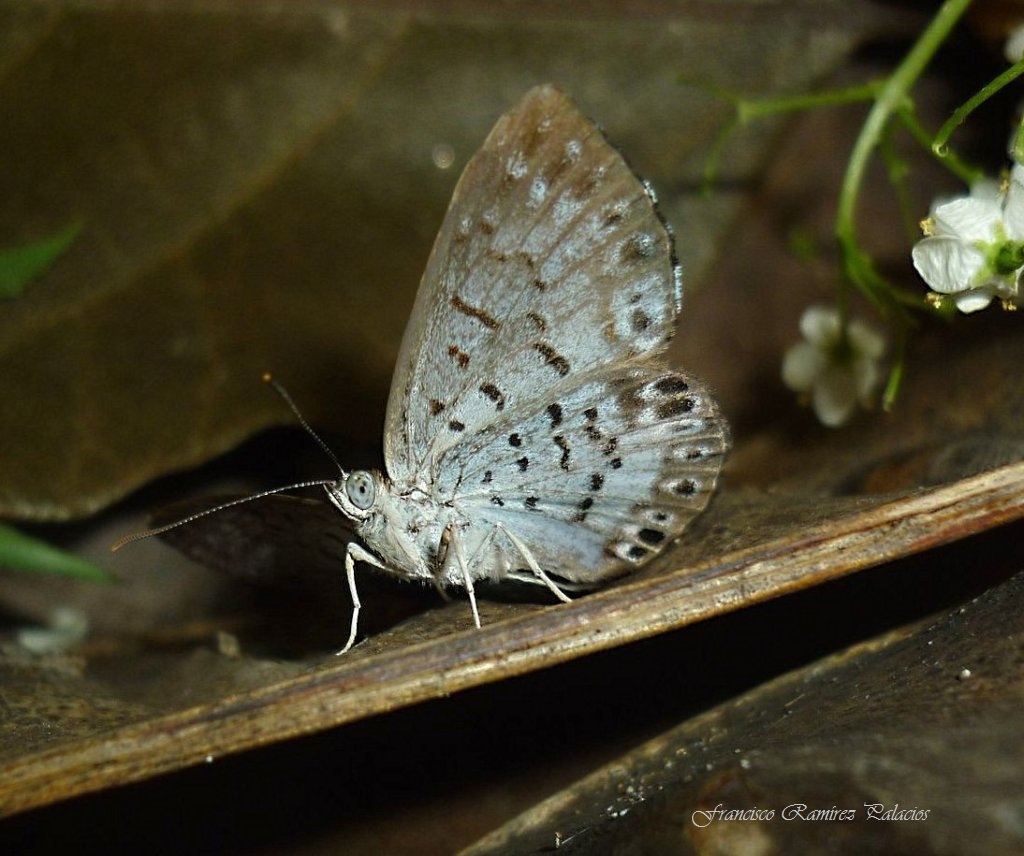 Hypophylla Metalmark