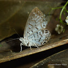 Hypophylla Metalmark