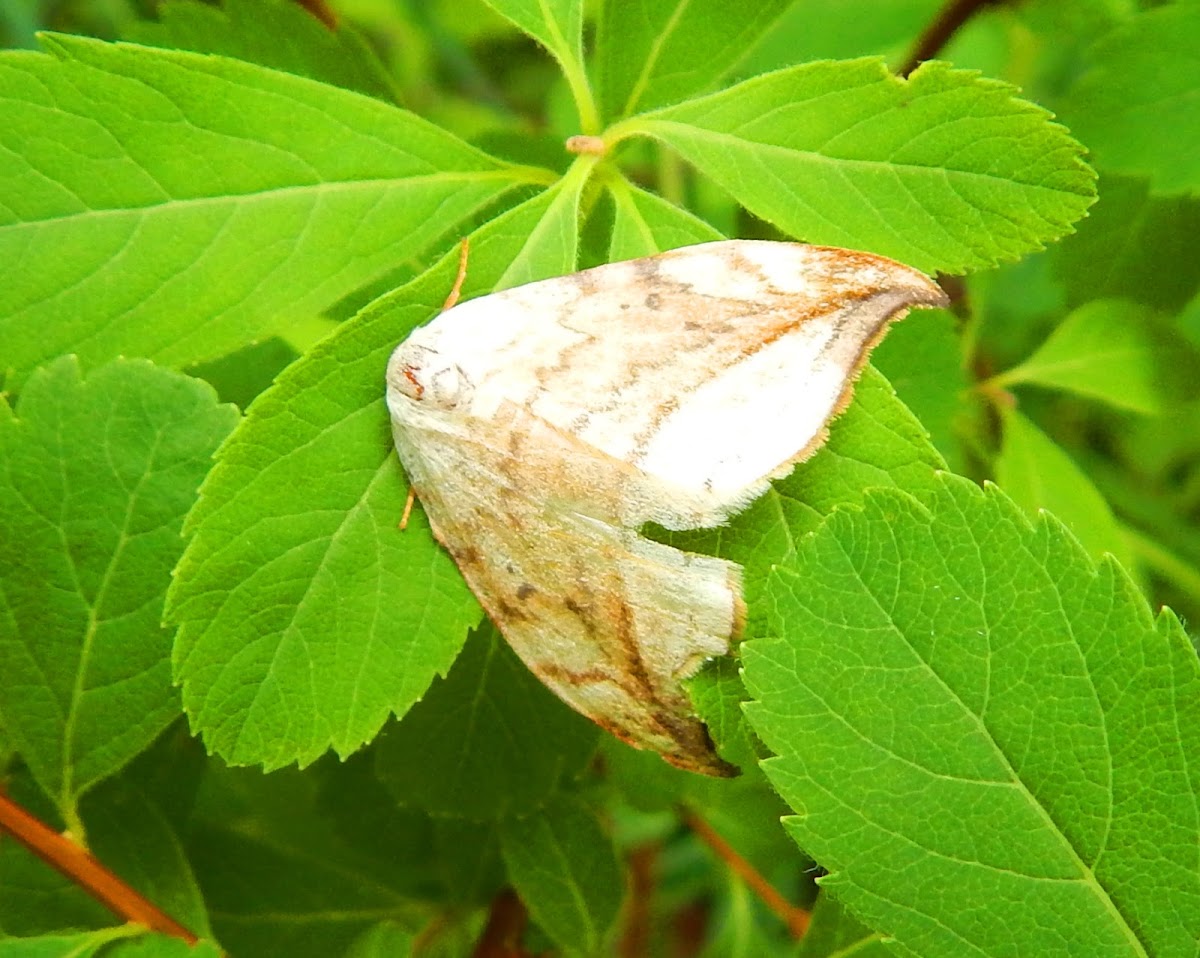 Arched Hooktip Moth