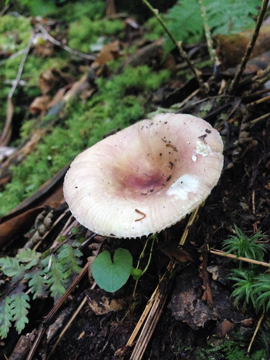 Short-stemmed Russula