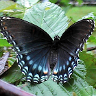 Red-Spotted Purple Butterfly